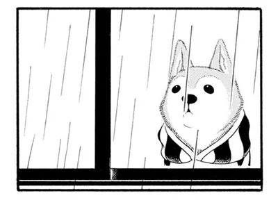 雨の日の散歩はドクターストップ。老犬が一番不満に怒っているコトは