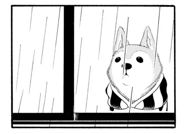 雨の日の散歩はドクターストップ。老犬が一番不満に思っていることは／96歳の柴犬ハチさんは、今日もお散歩しています。（6）