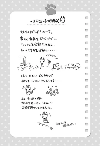 ハチさん子犬時代