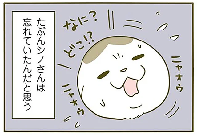 寝起きドッキリ!? 「なんかせまい！」自分から潜り込んだ場所で戸惑う猫／うちの猫がまた変なことしてる。3（2）