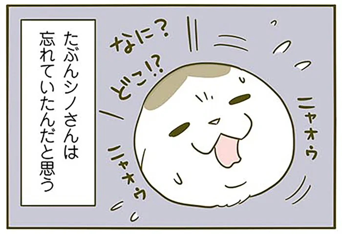 寝起きドッキリ!? 「なんかせまい！」自分から潜り込んだ場所で戸惑う猫／うちの猫がまた変なことしてる。3（2）