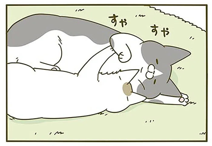 すき間から結構呼吸できる！ みっちり引っついた猫同士、息ができるのかを見ていたら／うちの猫がまた変なことしてる。3（9）