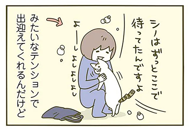 「ずっとここで待ってたんですよ」という顔で出迎えてくれるけど多分寝起きな猫／うちの猫がまた変なことしてる。3（11）