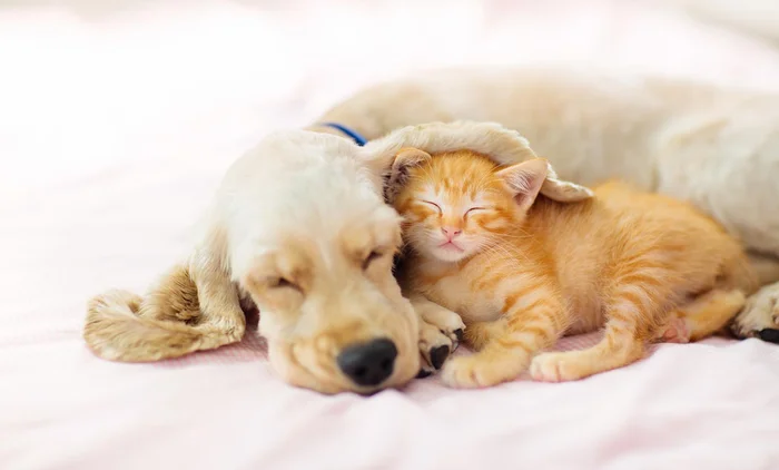犬に「ポチ」、猫に「タマ」という名前が定番になったワケ／大人の最強雑学1500（49）