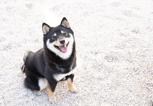 犬という字を「ケン」と読むのはなぜ？鳴き声に由来する動物漢字／大人の最強雑学1500（53）