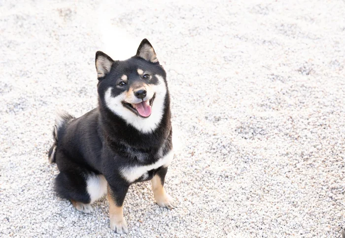 犬という字を「ケン」と読むのはなぜ？鳴き声に由来する動物漢字／大人の最強雑学1500（53）