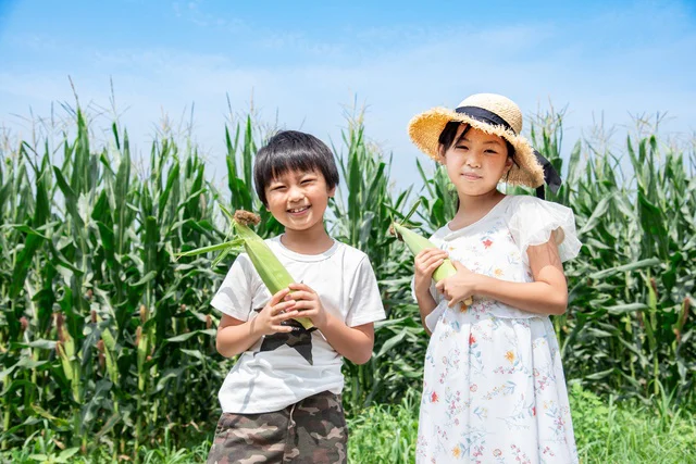 食べておいしく見て美しい！この夏は超レアな真っ赤なトウモロコシに注目