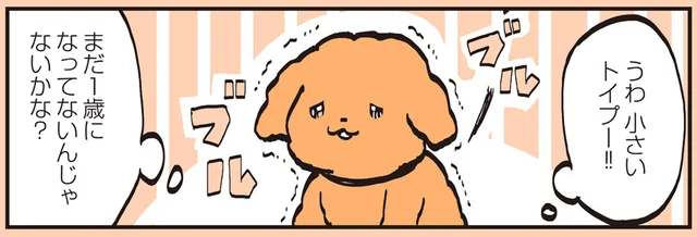 あざとかわいさにトリマーさんも戸惑いまくり!?まだ小さいトイプーのトリミング風景／うちのトイプーがアイドルすぎる。2（1）