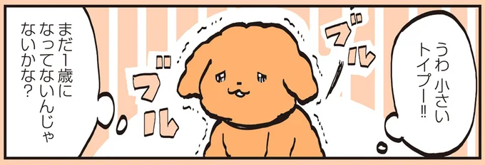 うわ 小さいトイプー!!