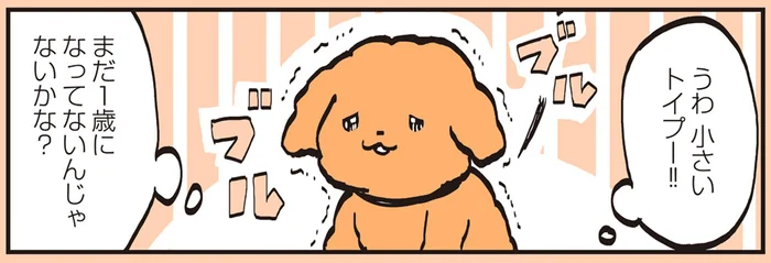 あざとかわいさにトリマーさんも戸惑いまくり!?まだ小さいトイプーのトリミング風景／うちのトイプーがアイドルすぎる。2（1）