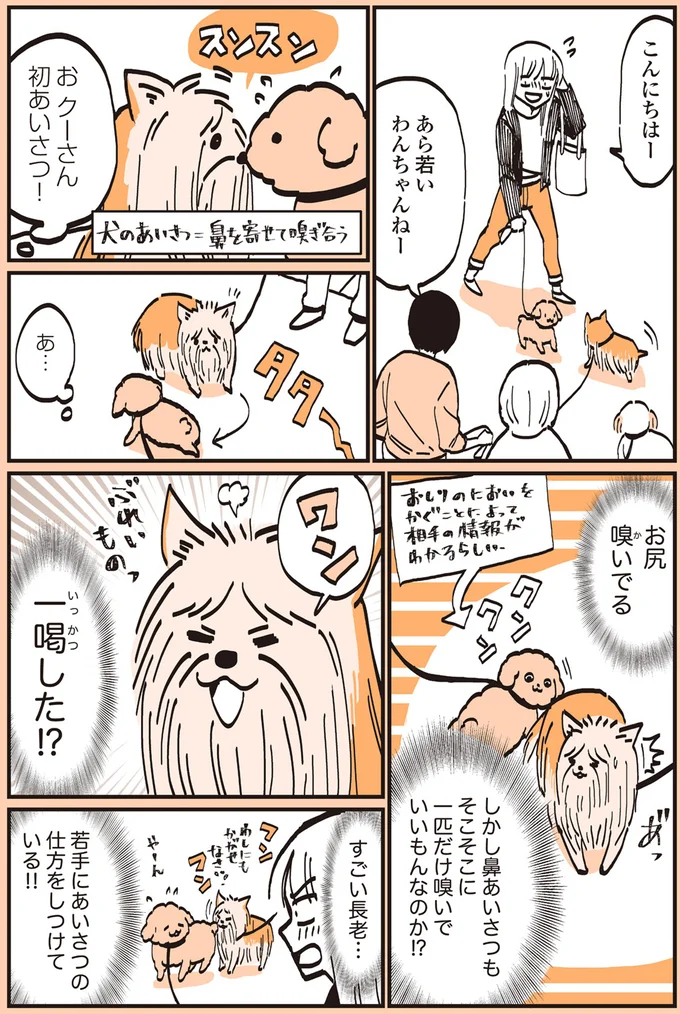 若いわんちゃんねー