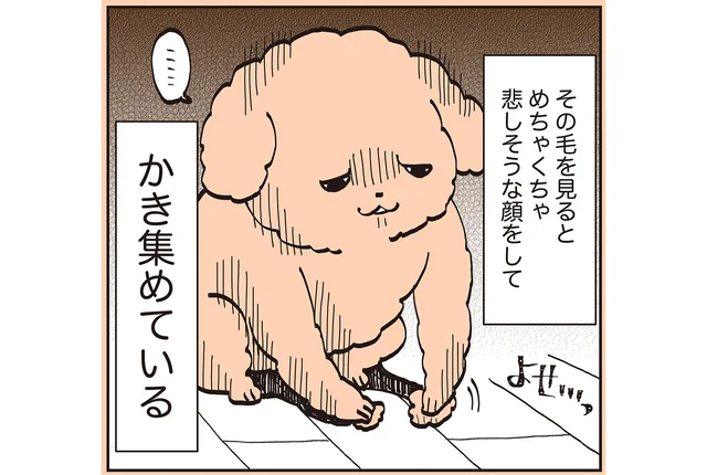 抜け毛の不安に飼い主も共感。悲しい顔で抜けた毛をかき集めるトイプー／うちのトイプーがアイドルすぎる。2（7）