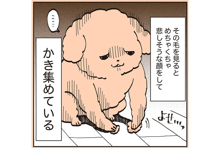 抜け毛の不安に飼い主も共感。悲しい顔で抜けた毛をかき集めるトイプー／うちのトイプーがアイドルすぎる。2（7）
