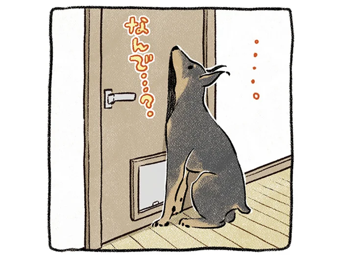 自分だけ通れないドッグゲート。何度挑戦してもダメな理由が分からず、疑問符を浮かべる愛犬／ドベとノラ（3）