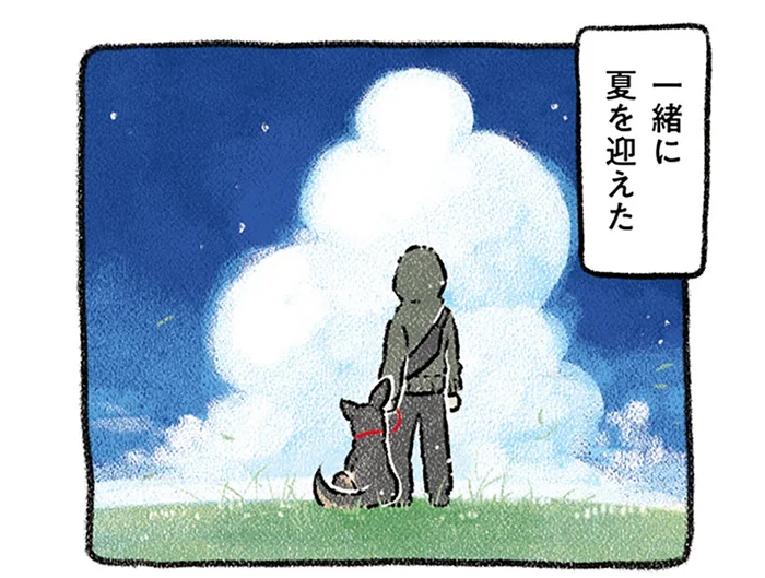 元野良犬だった愛犬。春夏秋冬、長いようで短い一年を一緒に過ごせて飼い主は幸せです／ドベとノラ（7）