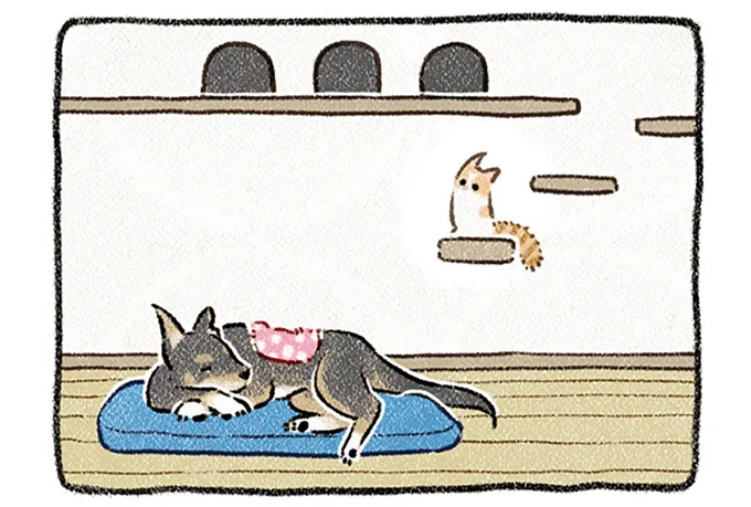 姉宅に来た猫