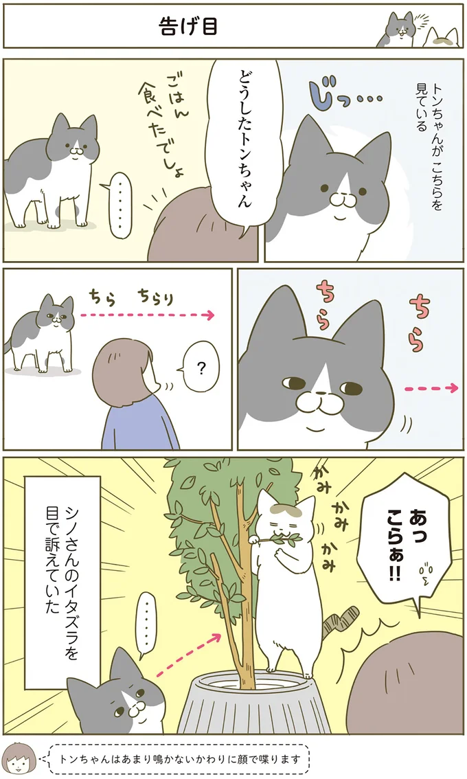 どうしたトンちゃん