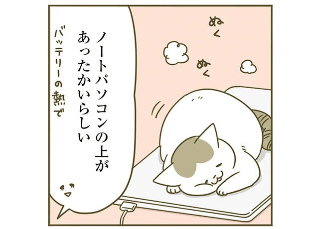 他にあたたかいところはいっぱいあるのに！ ひんやりとしたノートPCの上で春を待つ猫／うちの猫がまた変なことしてる。4（3）
