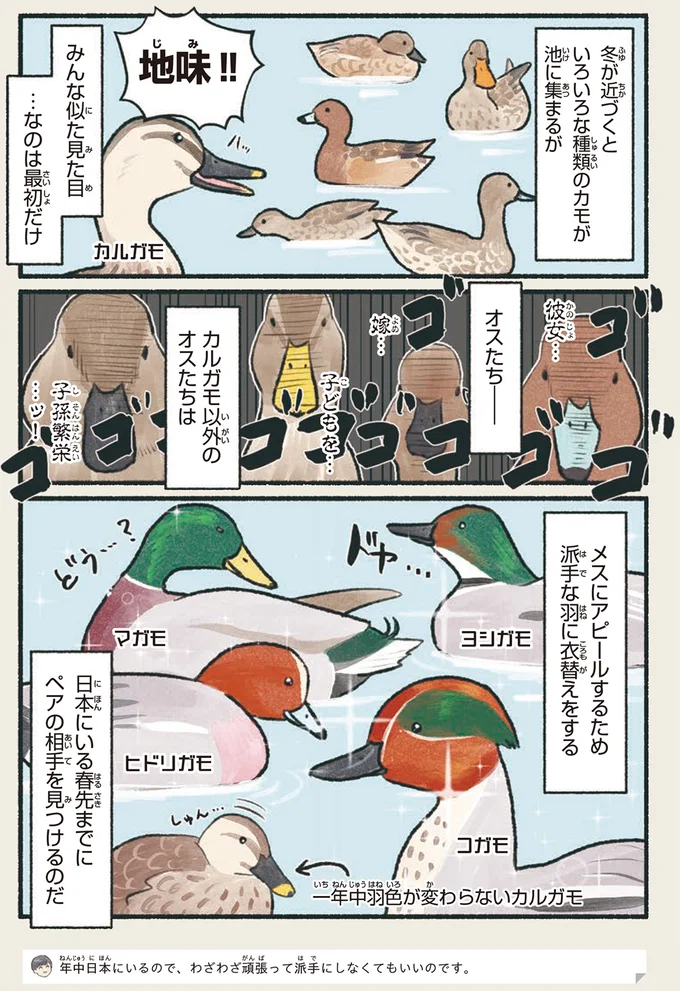『意外と知らない鳥の生活』より
