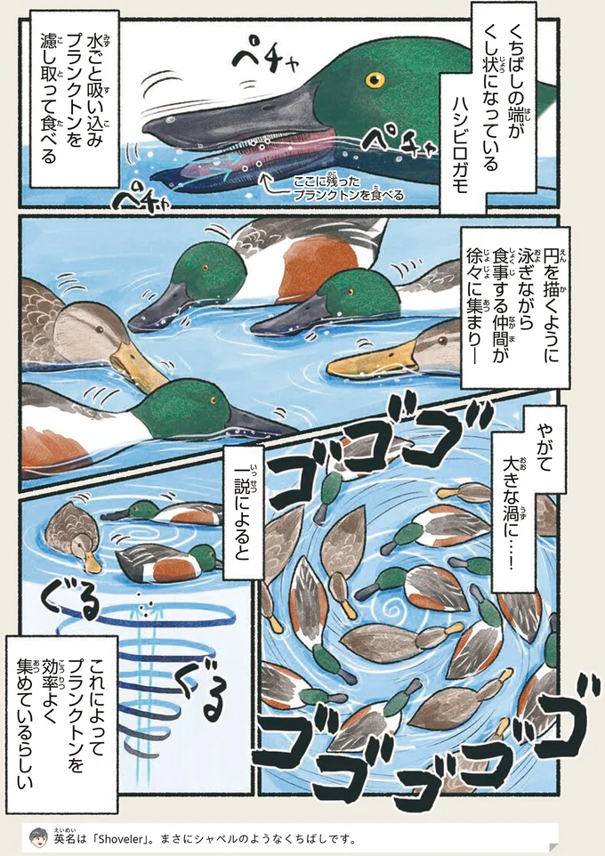 『意外と知らない鳥の生活』より