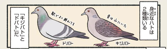 元々は自然界に存在しなかった!?世界中でよく見かけるドバト／意外と知らない鳥の生活（4）