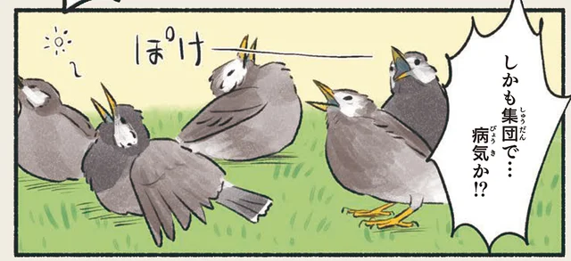 不安になるほど動かない!?みんなでぽけーっと空を仰ぐ、ムクドリの集団日光浴／意外と知らない鳥の生活（7）