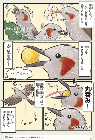 中でも好きなものは木の実！