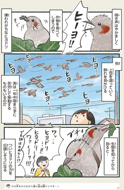 嫌われがちなヒヨドリ