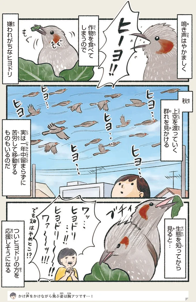 嫌われがちなヒヨドリ