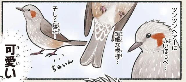「ヒィーー！」叫ぶような鳴き声が特徴。赤いほっぺに繊細な模様のヒヨドリ／意外と知らない鳥の生活（10）