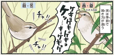 実は季節で鳴き方が違う