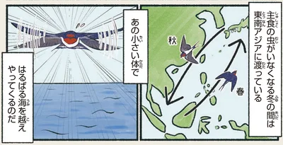 はるばる海を越えやってくるのだ
