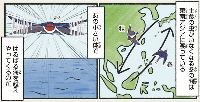 小さい体ではるばる海を越えてくる。身近だけどすごい旅人・ツバメ／意外と知らない鳥の生活（13）