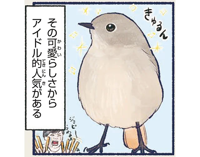 威嚇ポーズも可愛らしい。鳥界のアイドル・ジョウビタキ／意外と知らない鳥の生活（15）