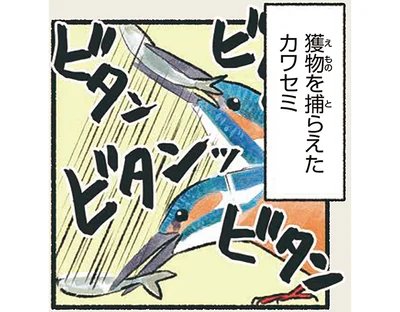獲物を捕らえたカワセミ