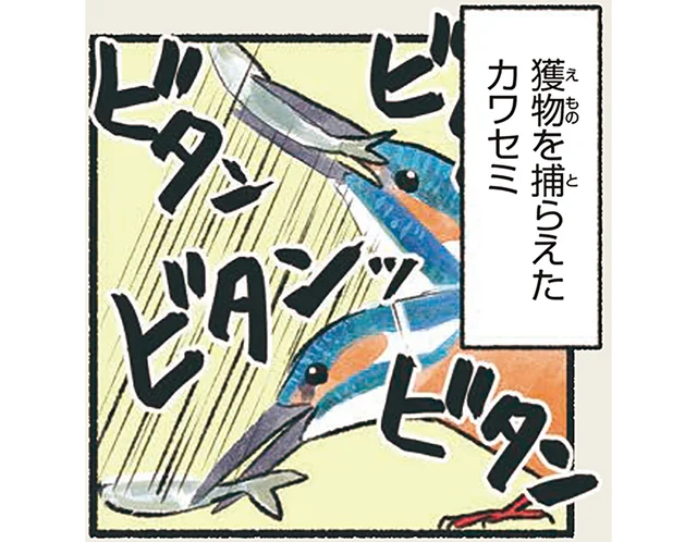 何度も獲物を叩きつける。美しいカワセミの激しすぎる食事風景／意外と知らない鳥の生活（16）