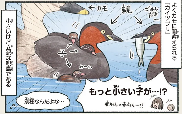 子どもみたいだけど立派な親鳥。よくカモに間違えられるカイツブリ／意外と知らない鳥の生活（17）