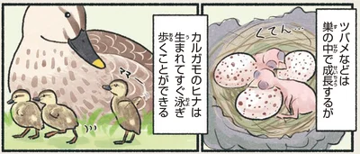 カルガモのヒナは生まれてすぐ泳ぎ歩くことができる