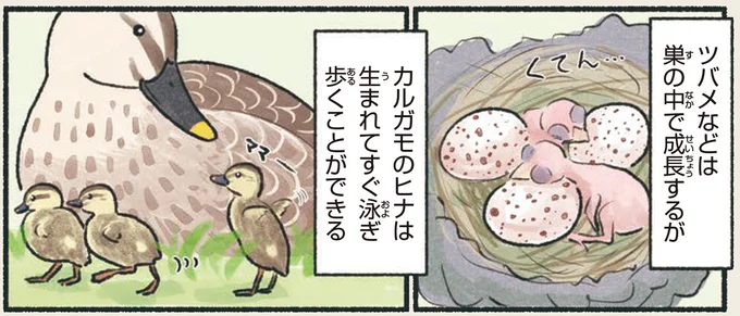 カルガモのヒナは生まれてすぐ泳ぎ歩くことができる