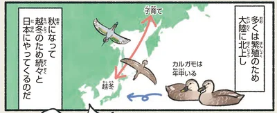 多くは繁殖のため大陸に北上し
