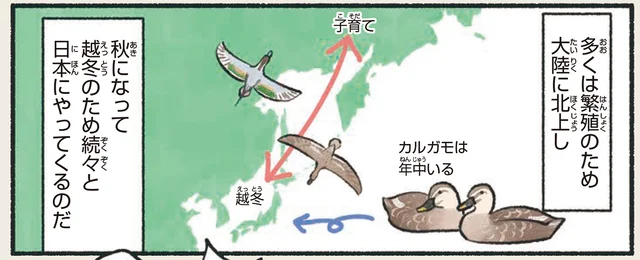 カモの仲間では少数派？日本で子育てをするカルガモ／意外と知らない鳥の生活（21）