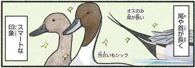 尾や首が長く