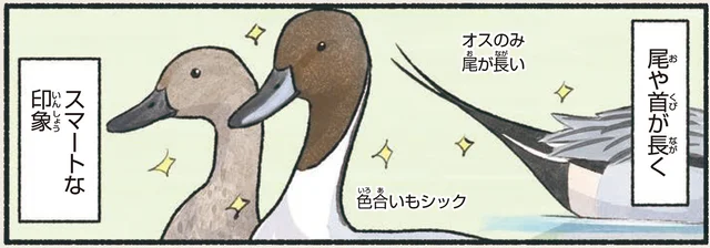 越冬のため日本に飛来。冬に見られるカモたち／意外と知らない鳥の生活（22）