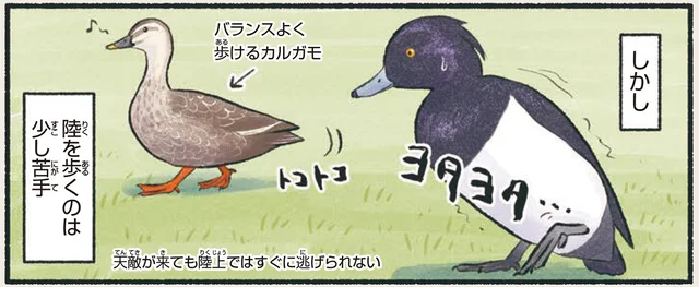 陸が苦手、日本好き!?冬の水辺を彩るさまざまなカモたち／意外と知らない鳥の生活（23）