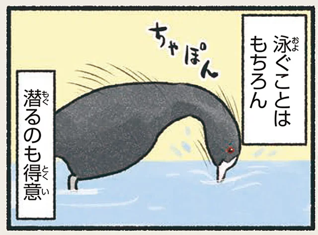 水底のエサもお安い御用！潜水が得意なオオバン／意外と知らない鳥の生活（24）