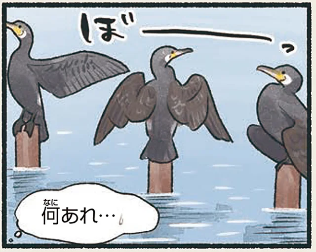 羽を広げてぼーっと、何してる？川辺に生息するカワウ／意外と知らない鳥の生活（25）