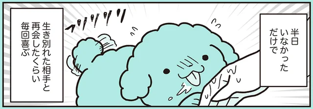 熱烈歓迎！どんなパターンでも「帰ってきた人」が大好きなトイプー／うちのトイプーがアイドルすぎる。3（7）