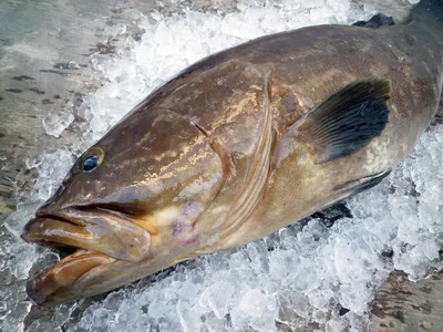 【写真を見る】高級魚のクエ。立派なクチビルはどんな味？