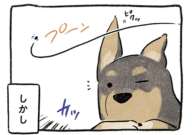 食べられないものには興味がないはずなのに！ ハエに超反応するうちの犬／ドベとノラ2（5）