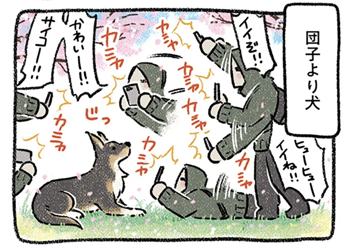 花より団子、団子より犬？ 飼い主の重い愛も伝わらずおやつに夢中な犬／ドベとノラ2（7）
